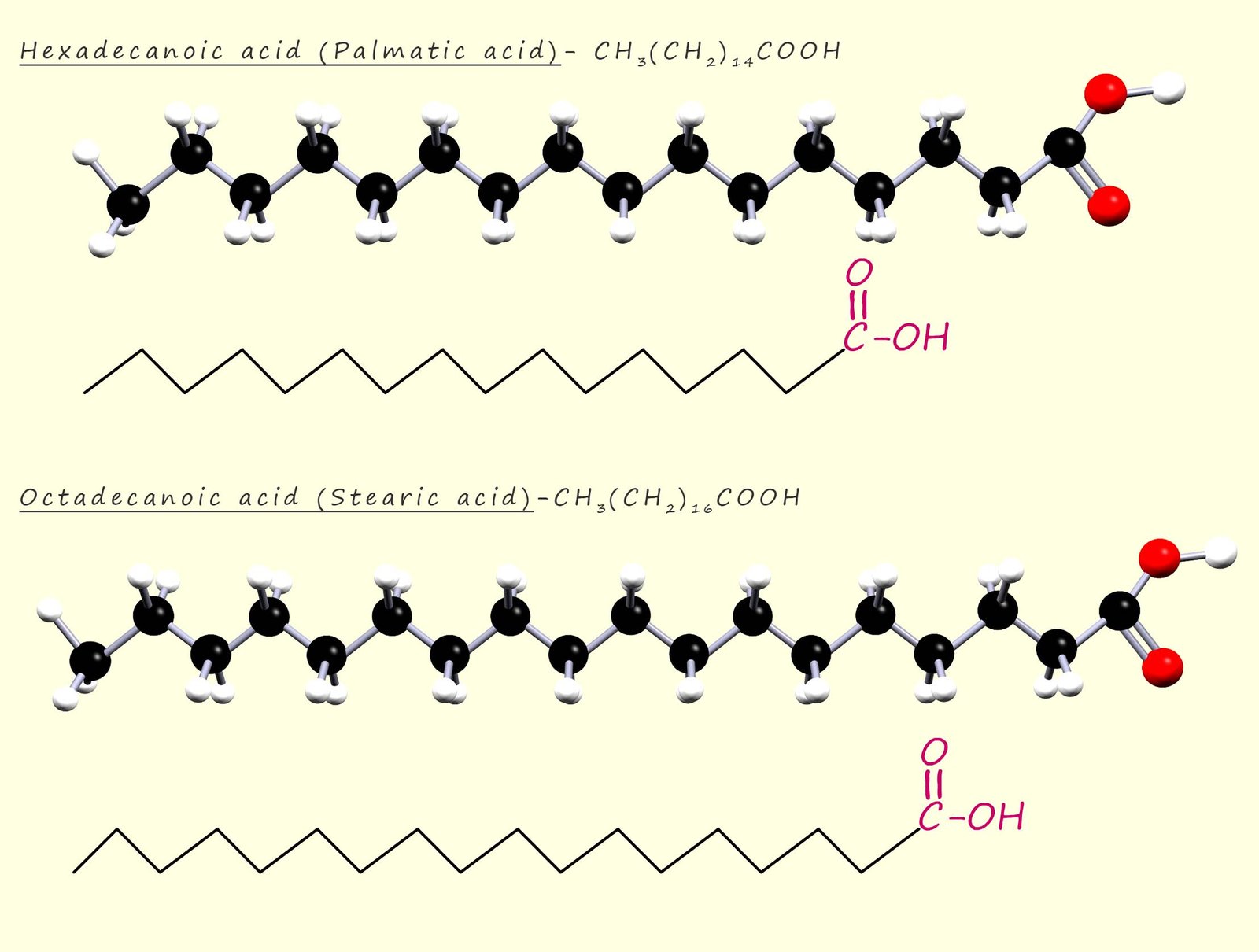 The structure of the long chain fatty acids stearic and palmatic acids-3d models and the formula are shown.